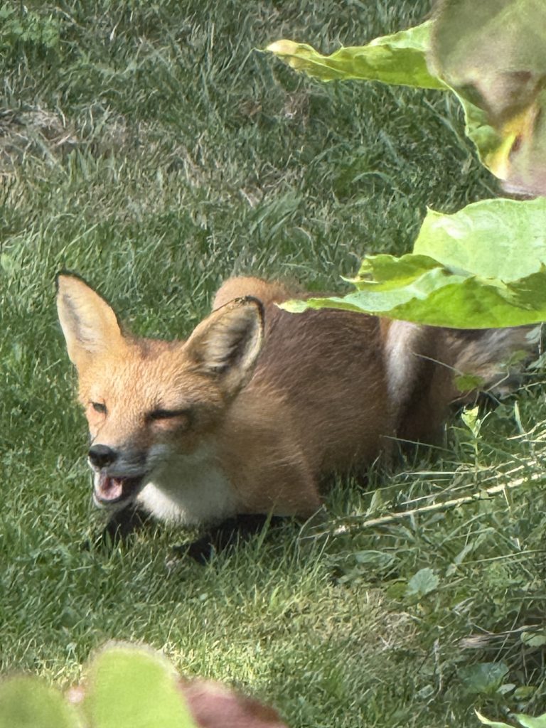A photo of a fox laying down and yawning
