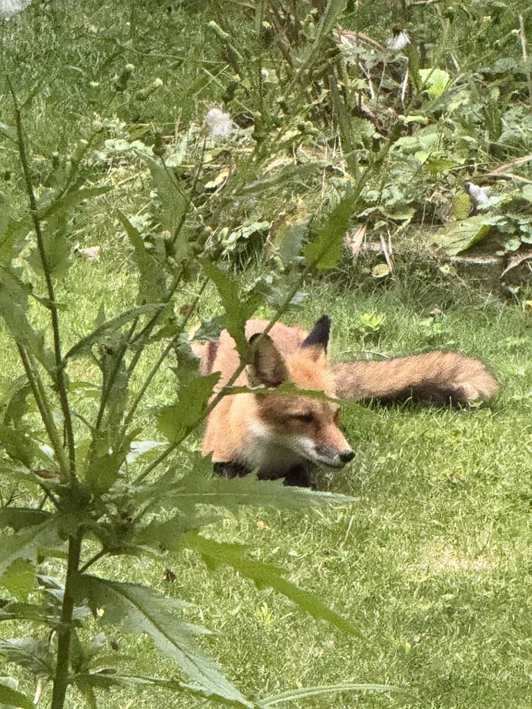 a photo depicting a fox curled up for a rest in Chenery Neighborhood home's backyard