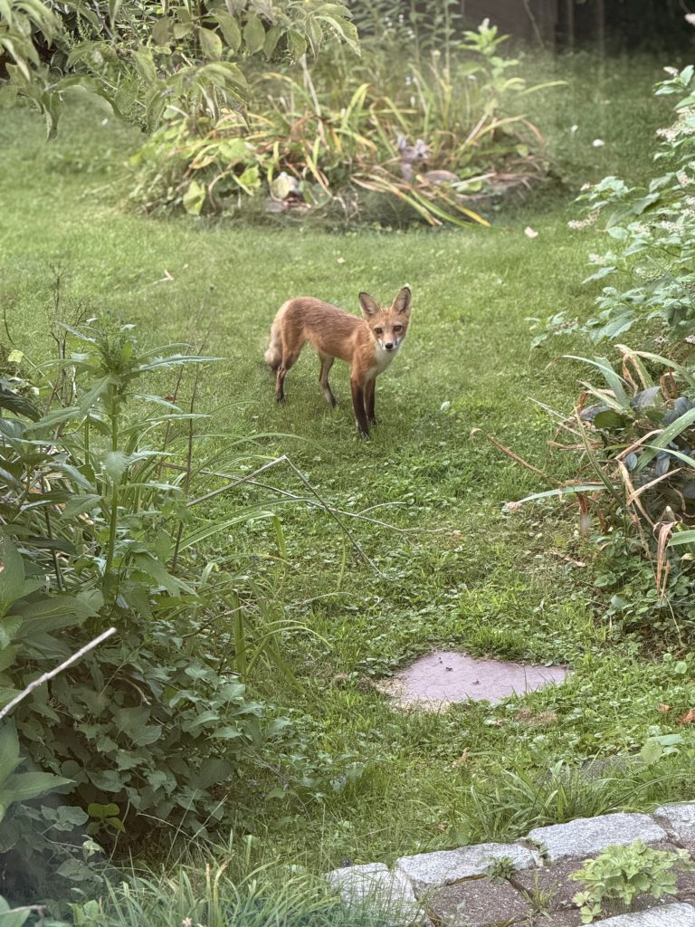A photo of a fox posing for a photo taken from inside of a house.