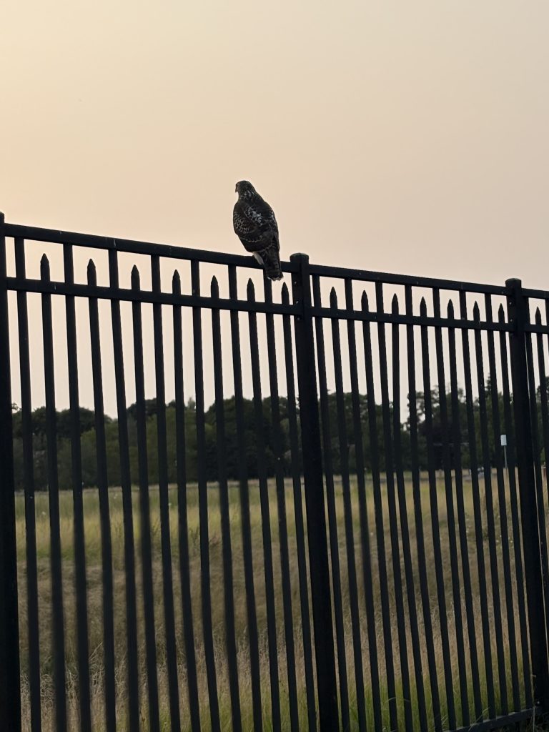 A hawk sits on the fence bordering the reservoir at dusk located in the Payson Neighborhood of Belmont