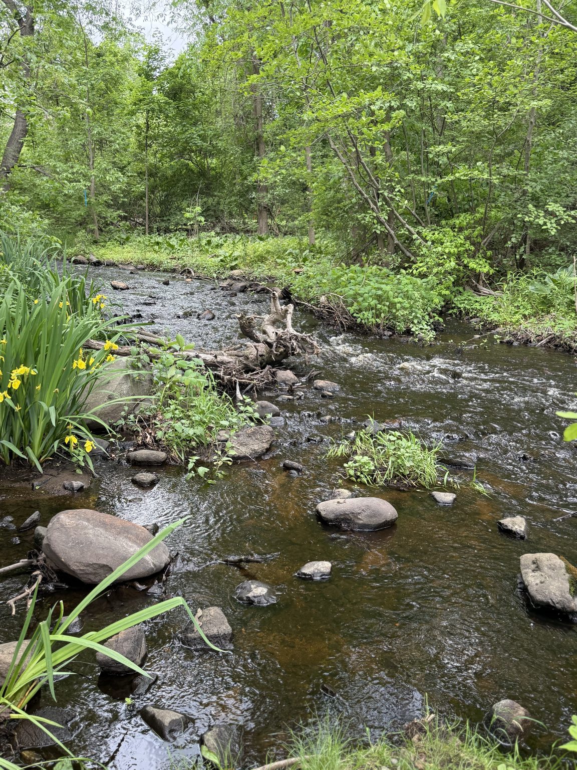 A photo of Beaver Brook on the Belmont-Waltham Line
